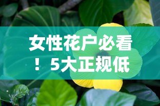 女性花户必看!5大正规低息贷款平台推荐(真实评测) 女性花户必看!5大正规低息贷款平台推荐(真实评测)