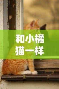 和小橘猫一样贴心的贷款平台推荐:靠谱、低息、极速到账 和小橘猫一样贴心的贷款平台推荐:靠谱、低息、极速到账