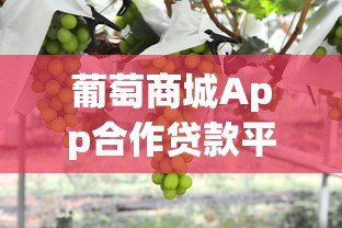葡萄商城App合作贷款平台有哪些？最新借款渠道解析