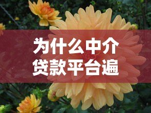 为什么中介贷款平台遍地开花?揭秘背后的5大原因 为什么中介贷款平台遍地开花?揭秘背后的5大原因