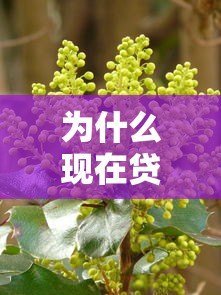 为什么现在贷款平台遍地开花？深度解析背后原因