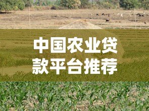 中国农业贷款平台推荐及申请攻略:助农资金轻松获取 中国农业贷款平台推荐及申请攻略:助农资金轻松获取