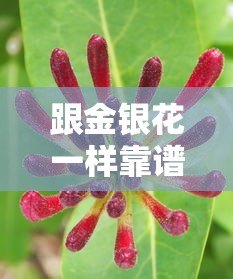 跟金银花一样靠谱的贷款平台有哪些?这5个平台值得一试 跟金银花一样靠谱的贷款平台有哪些?这5个平台值得一试