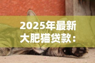 2025年最新大肥猫贷款：体型胖的猫咪能申请贷款吗