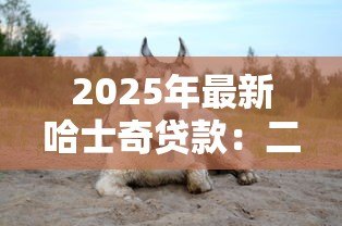 2025年最新哈士奇贷款：二哈也能申请消费贷是真的吗