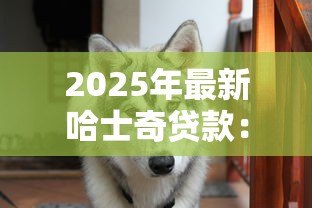 2025年最新哈士奇贷款：二哈也能申请消费贷是真的吗